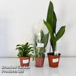 Almost Unkillable Houseplant Collection -Tulip Bloom COLL UNKIL12CM T43974