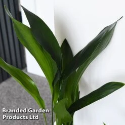 Almost Unkillable Houseplant Collection -Tulip Bloom COLL UNKILLABL T43979