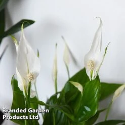 Almost Unkillable Houseplant Collection -Tulip Bloom COLL UNKILLABL T43981