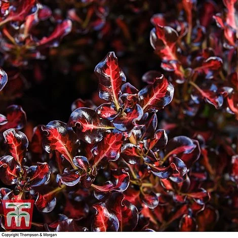 Coprosma Repens 'Pacific Sunset' 6 Coprosma Repens 'Pacific Sunset' - Image 6