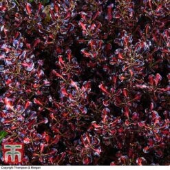 Coprosma Repens 'Pacific Sunset' 14 Coprosma Repens 'Pacific Sunset' -Tulip Bloom COPR 0887 A4