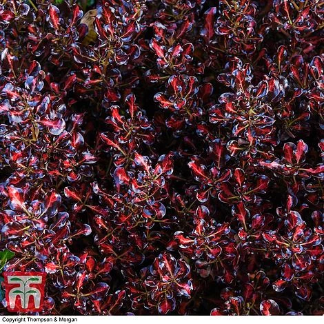 Coprosma Repens 'Pacific Sunset' 7 Coprosma Repens 'Pacific Sunset' - Image 7