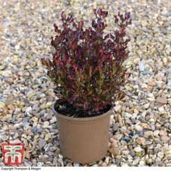 Coprosma Repens 'Pacific Sunset' 15 Coprosma Repens 'Pacific Sunset' -Tulip Bloom COPR 0887 A5