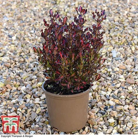 Coprosma Repens 'Pacific Sunset' 8 Coprosma Repens 'Pacific Sunset' - Image 8
