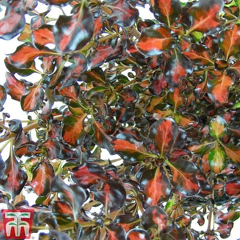 Coprosma Repens 'Pacific Sunset' 1 Coprosma Repens 'Pacific Sunset'