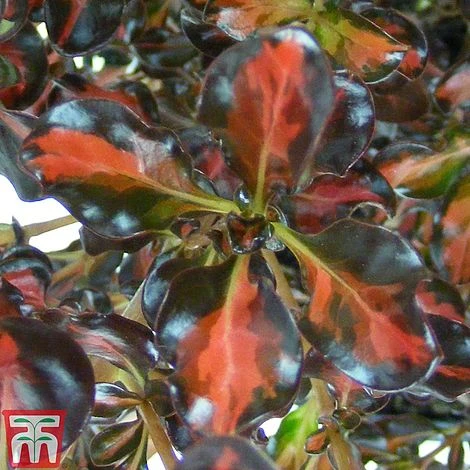 Coprosma Repens 'Pacific Sunset' 2 Coprosma Repens 'Pacific Sunset' - Image 2