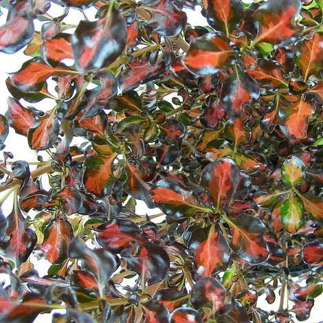 Coprosma Repens 'Pacific Sunset' 3 Coprosma Repens 'Pacific Sunset' - Image 3