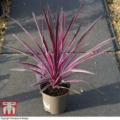 Cordyline 'Pink Passion' 13 Cordyline 'Pink Passion' -Tulip Bloom CORD 5852 A3