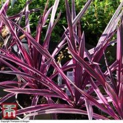 Cordyline 'Pink Passion' 14 Cordyline 'Pink Passion' -Tulip Bloom CORD 5852 A4