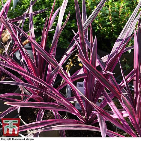 Cordyline 'Pink Passion' 7 Cordyline 'Pink Passion' - Image 7