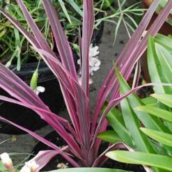 Cordyline 'Pink Passion' 10 Cordyline 'Pink Passion' -Tulip Bloom CORD T58525 A h