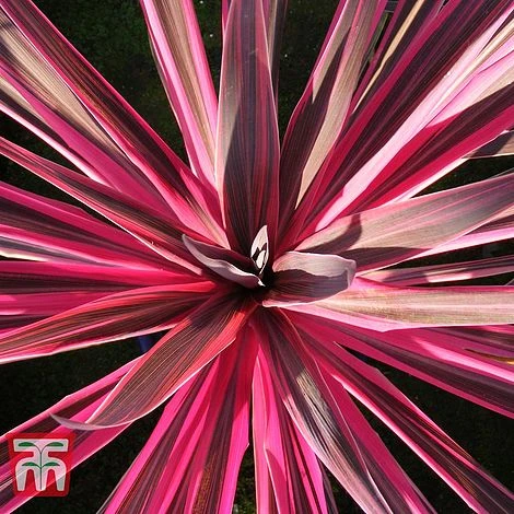 Cordyline 'Pink Passion' 2 Cordyline 'Pink Passion' - Image 2