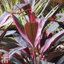 Cordyline 'Tango' 7 Cordyline 'Tango' -Tulip Bloom CORD TKA2884 A