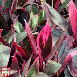 Cordyline 'Tango' 8 Cordyline 'Tango' -Tulip Bloom CORD TKA2884 B
