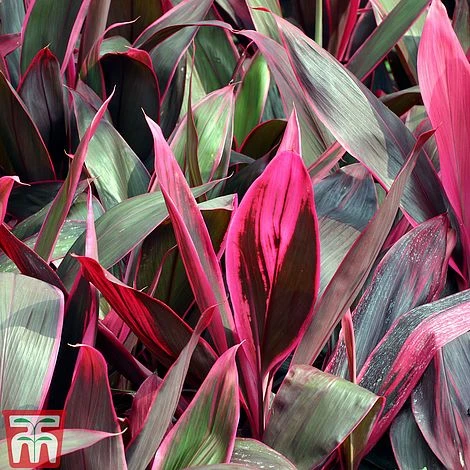 Cordyline 'Tango' 4 Cordyline 'Tango' - Image 4
