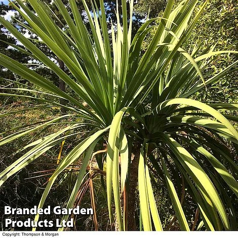Cordyline Australis Verde Atlantic Green 1 Cordyline Australis Verde Atlantic Green