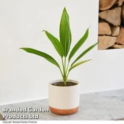 Cordyline 'Conga' (House Plant) 7 Cordyline 'Conga' (House Plant) -Tulip Bloom CORD CONGA T52110