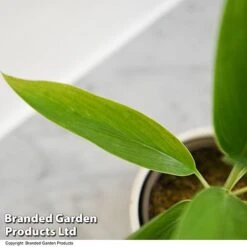 Cordyline 'Conga' (House Plant) 8 Cordyline 'Conga' (House Plant) -Tulip Bloom CORD CONGA T52112