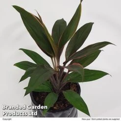 Cordyline 'Rumba' (House Plant) -Tulip Bloom CORD RUMBA10CM S50426