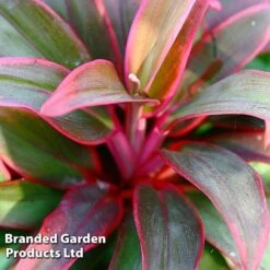 Cordyline 'Rumba' (House Plant) -Tulip Bloom CORD RUMBA L06646