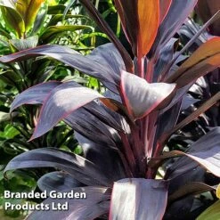 Cordyline 'Rumba' (House Plant) -Tulip Bloom CORD RUMBA L06647