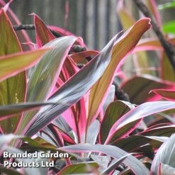 Cordyline 'Rumba' (House Plant) -Tulip Bloom CORD RUMBA L06648