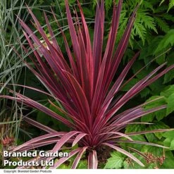 Cordyline 'Torbay Red' -Tulip Bloom CORD TORBAYRED T45345