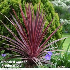Cordyline 'Torbay Red' -Tulip Bloom CORD TORBAYRED T45346