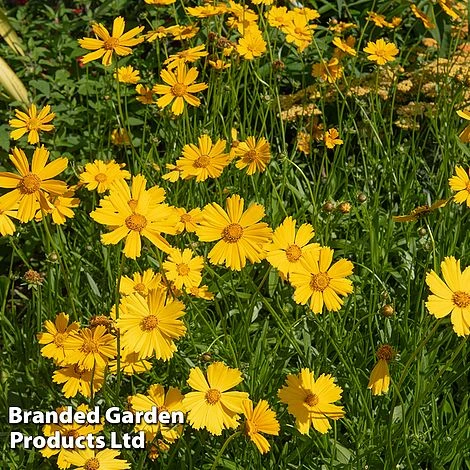 Coreopsis 'Schnittgold' 1 Coreopsis 'Schnittgold'