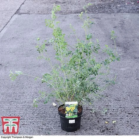 Coronilla Valentina Subsp. Glauca 'Citrina' 5 Coronilla Valentina Subsp. Glauca 'Citrina' - Image 5