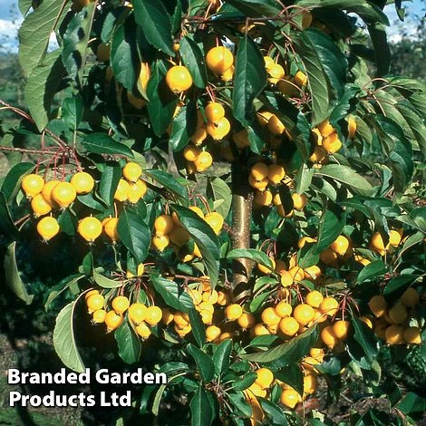 Crab Apple 'Comtesse De Paris' 1 Crab Apple 'Comtesse De Paris'