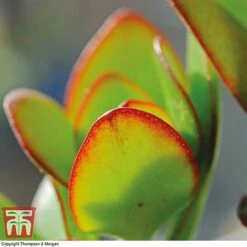 Crassula Ovata -Tulip Bloom CRAS KB2121 C