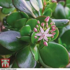 Crassula Ovata -Tulip Bloom CRAS KB2121 D