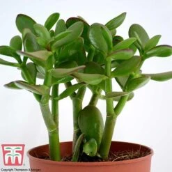 Crassula Ovata -Tulip Bloom CRAS KB2121 G