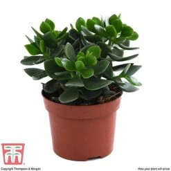 Crassula Ovata 'Hulk' -Tulip Bloom CRAS KB3774 E
