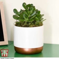 Crassula Ovata 'Hulk' -Tulip Bloom CRAS KB3774 F