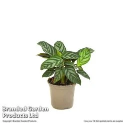 Ctenanthe Oppenheimiana -Tulip Bloom CTEN OPPEN10CM T520981