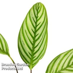 Ctenanthe Oppenheimiana -Tulip Bloom CTEN OPPENHEIM S50432