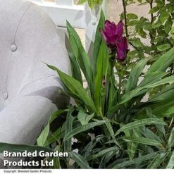 Curcuma 'Skyline' 13 Curcuma 'Skyline' -Tulip Bloom CURC SKYLINE T50577