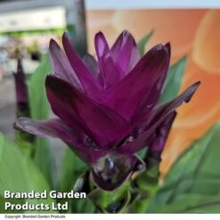 Curcuma 'Skyline' 15 Curcuma 'Skyline' -Tulip Bloom CURC SKYLINE T50580