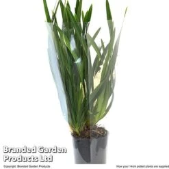 Cymbidium Sarah Jean Gx 'Ice Cascade' -Tulip Bloom CYMB ICECA14CM T48022