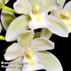 Cymbidium Sarah Jean Gx 'Ice Cascade' -Tulip Bloom CYMB ICECASCAD W45405