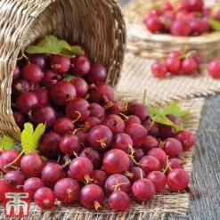 Gooseberry Collection -Tulip Bloom Captivator