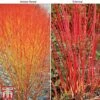 Cornus Winter Duo