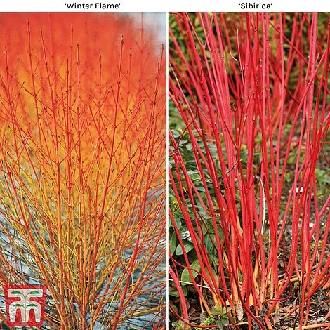 Cornus Winter Duo 1 Cornus Winter Duo