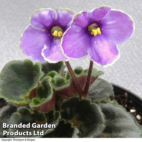 Saintpaulia 'Cupie Doll' 1 Saintpaulia 'Cupie Doll'