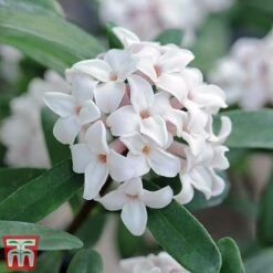 Daphne 'Eternal Fragrance'