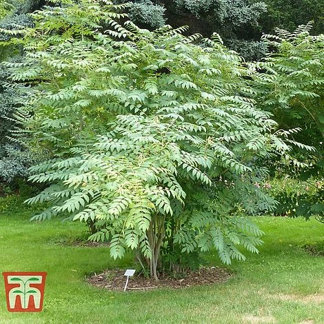 Decaisnea Fargesii 1 Decaisnea Fargesii