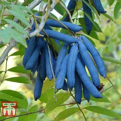 Decaisnea Fargesii 2 Decaisnea Fargesii - Image 2