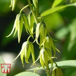 Decaisnea Fargesii 8 Decaisnea Fargesii -Tulip Bloom DECA T66200 C